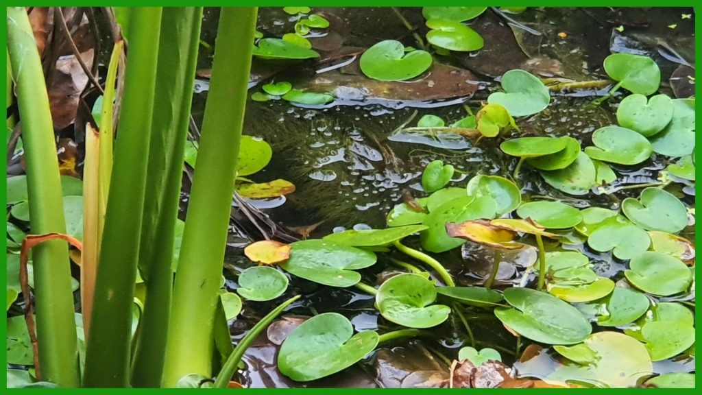 Amazon Frogbit Beginners Aquatic Plant