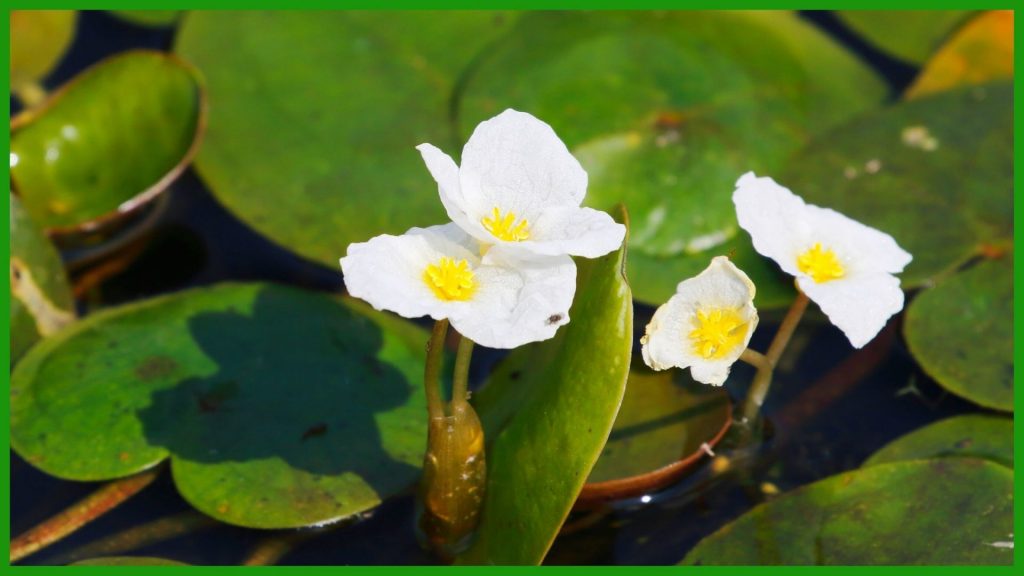 Amazon Frogbit white flower