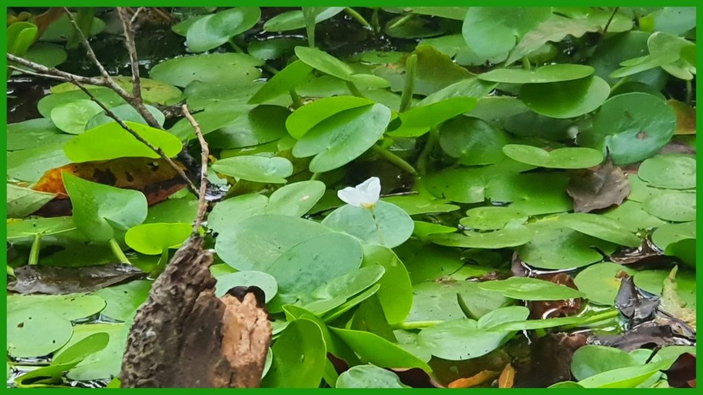 Amazon frogbit mat covers water surface