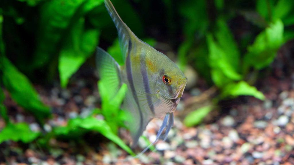 choosing a high quality angelfish with a long lifespan