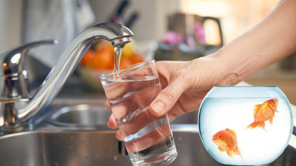 Can Goldfish Live In Tap Water?