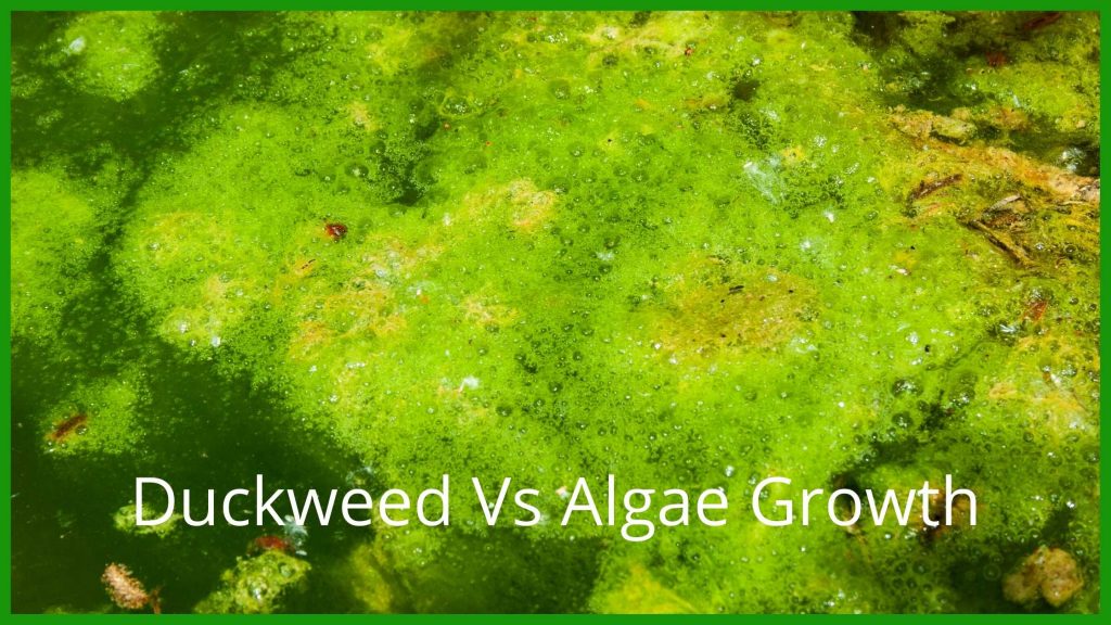 Naturally controlling algae growth in your aquarium