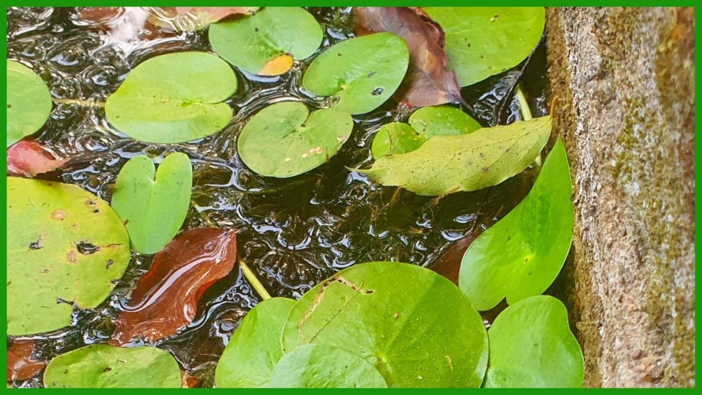 Frogbit decay and decomposing plant materials