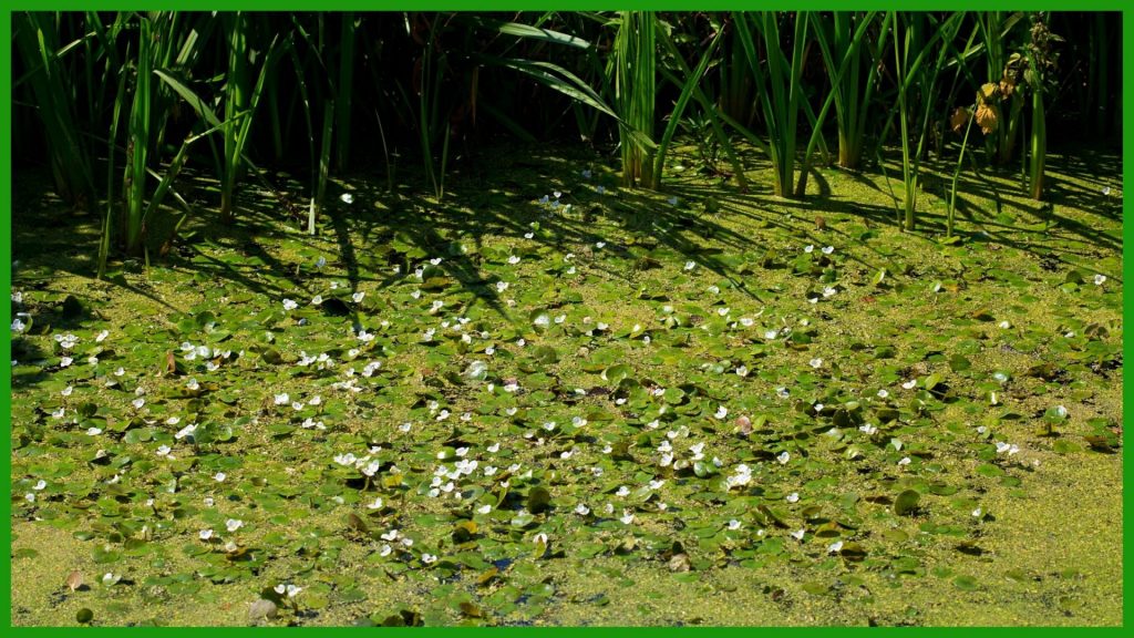 frogbit mat covers water surface and blocks light