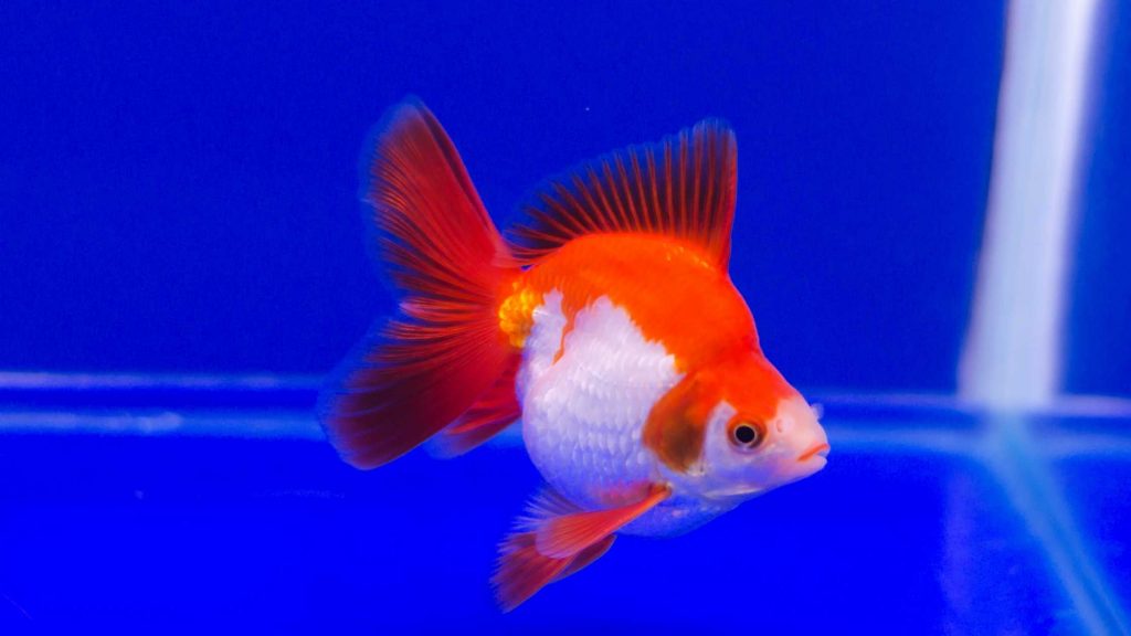 Goldfish aquarium with treated tap water