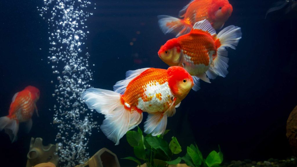 A beautiful Goldfish aquarium with treated tap water.