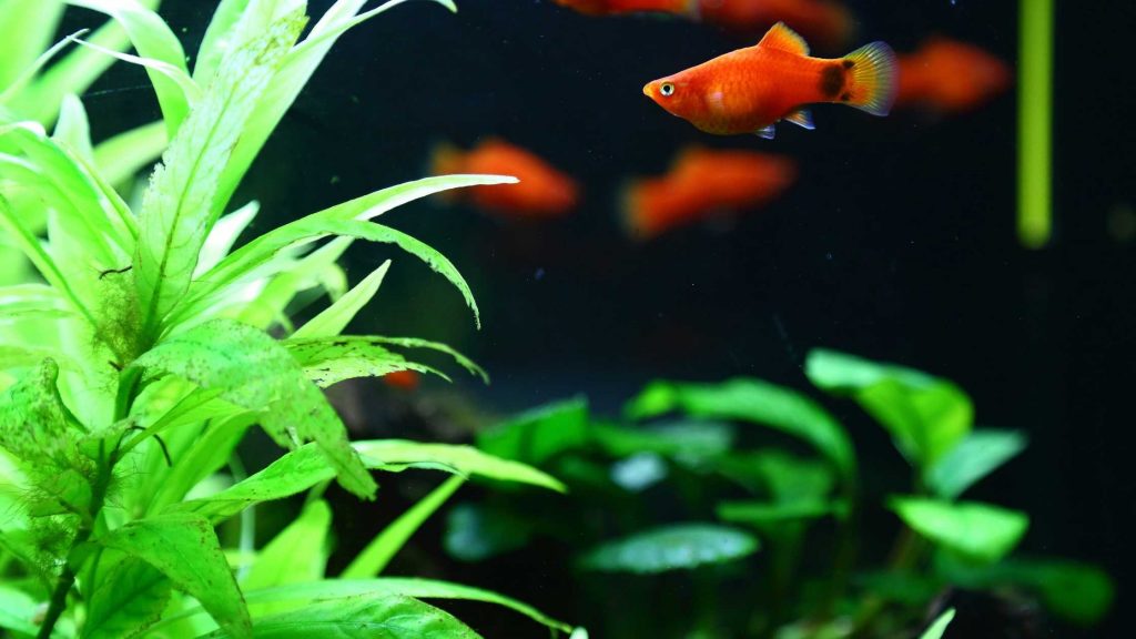 A separate breeding tank for pregnant platy fish