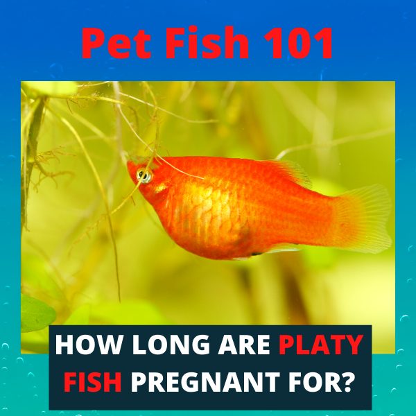 How Long Are Platy Fish Pregnant For