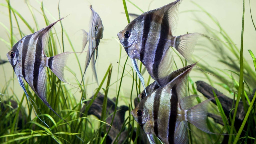 How Long Do Angelfish Live in aquariums?