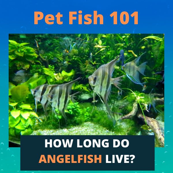 How Long Do Angelfish Live? - Improving Their Lifespan - Pet Fish 101