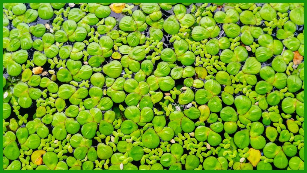 Optimal Conditions for Duckweed Growth and Spread
