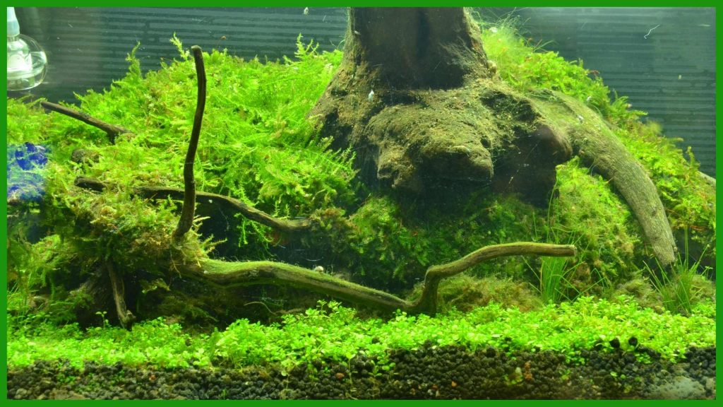 Peacock moss in a low tech planted aquarium