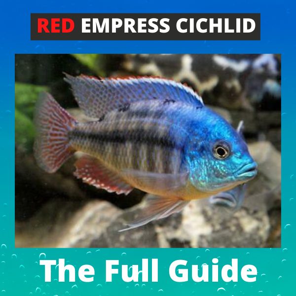 red empress cichlid