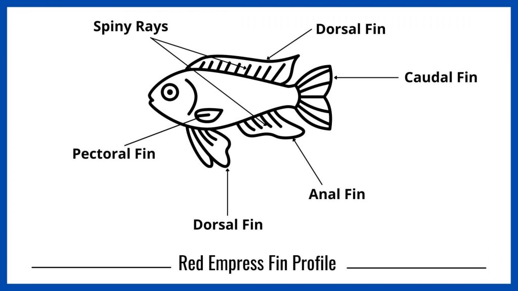 Fin Profile of Red Empress CiChlid