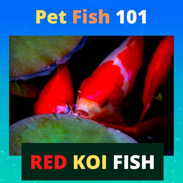 Red koi Fish