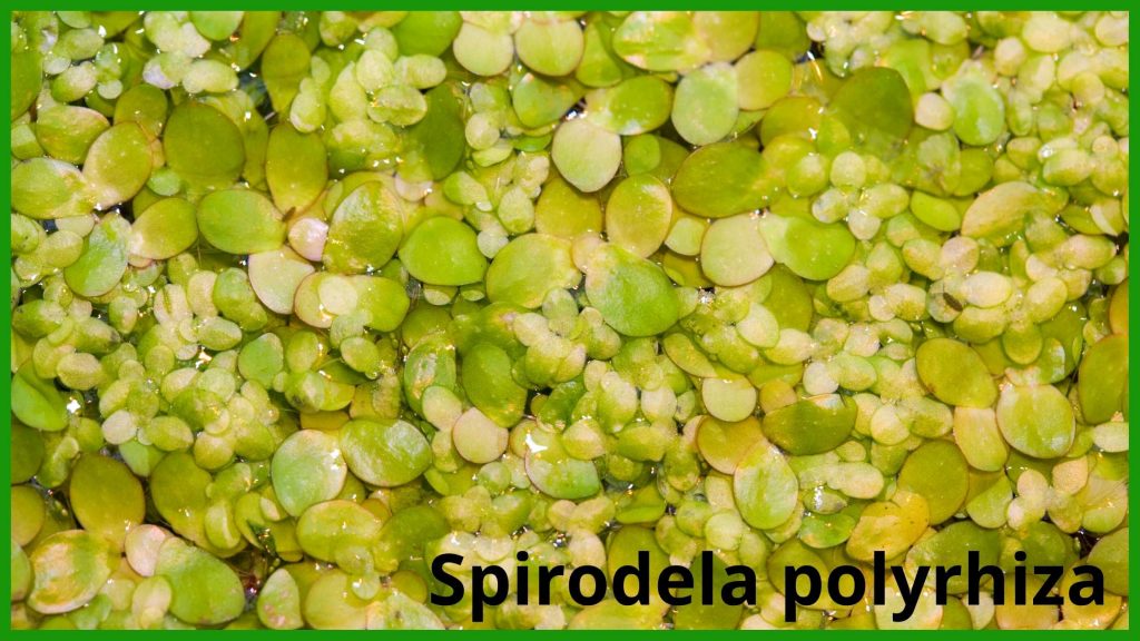 Spirodela polyrhiza or the giant duckweed