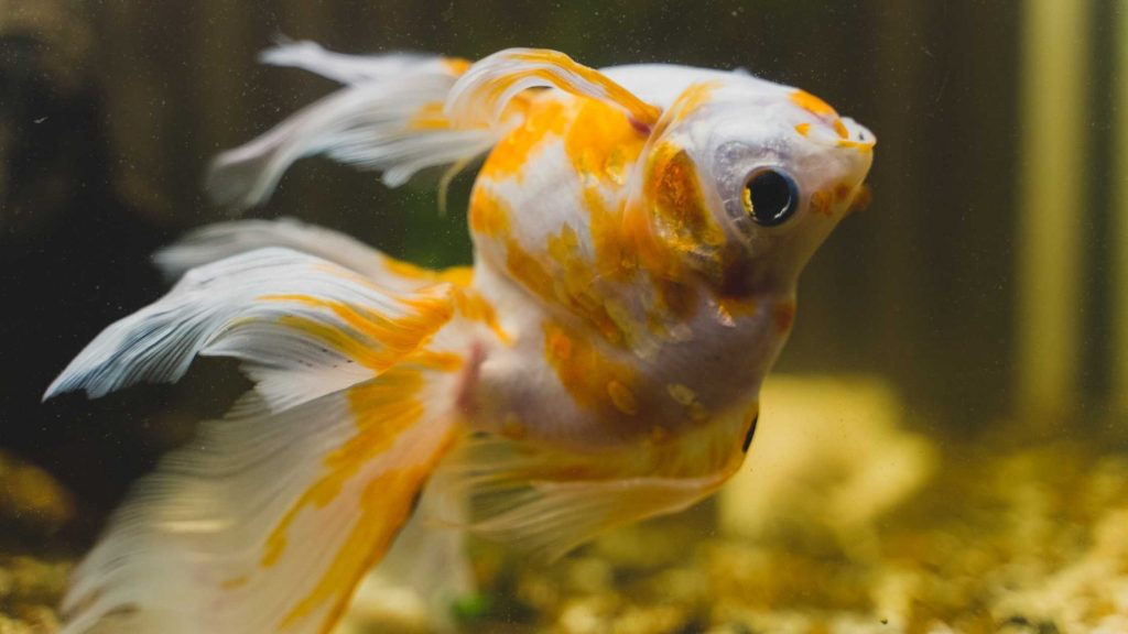 Visible signs of Chlorine damage in Goldfish