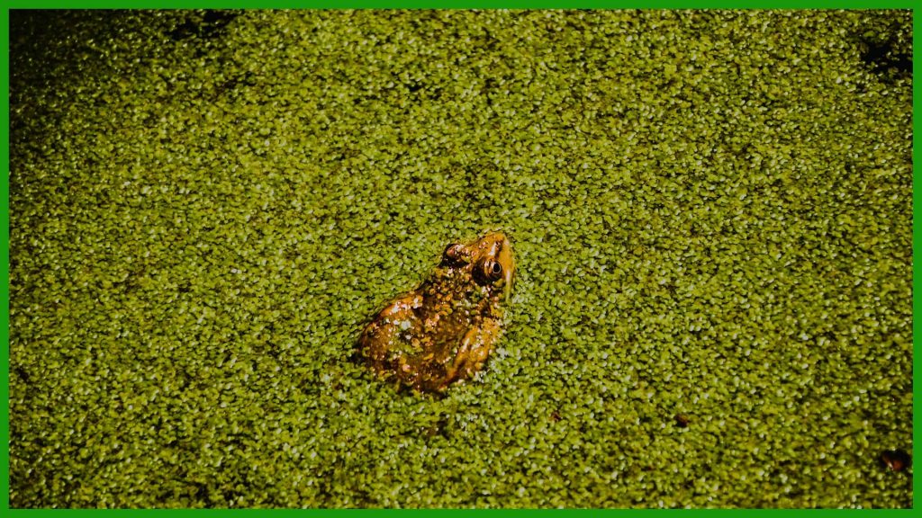 duckweed pond natural habitat