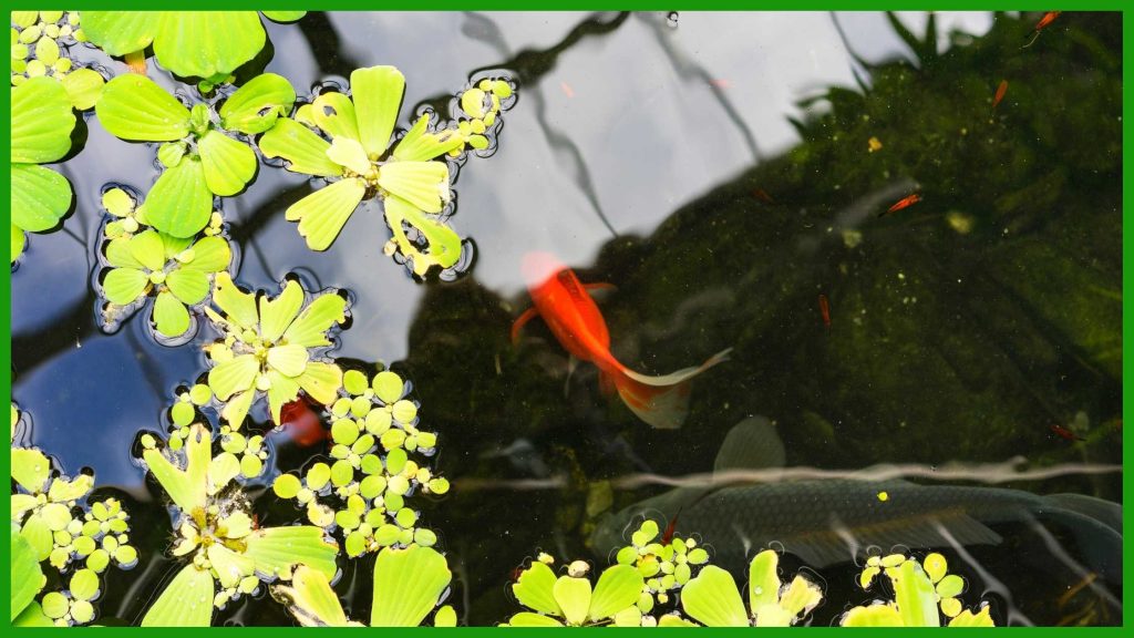 fish love floating plants