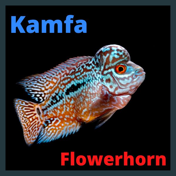 kamfa flowerhorn