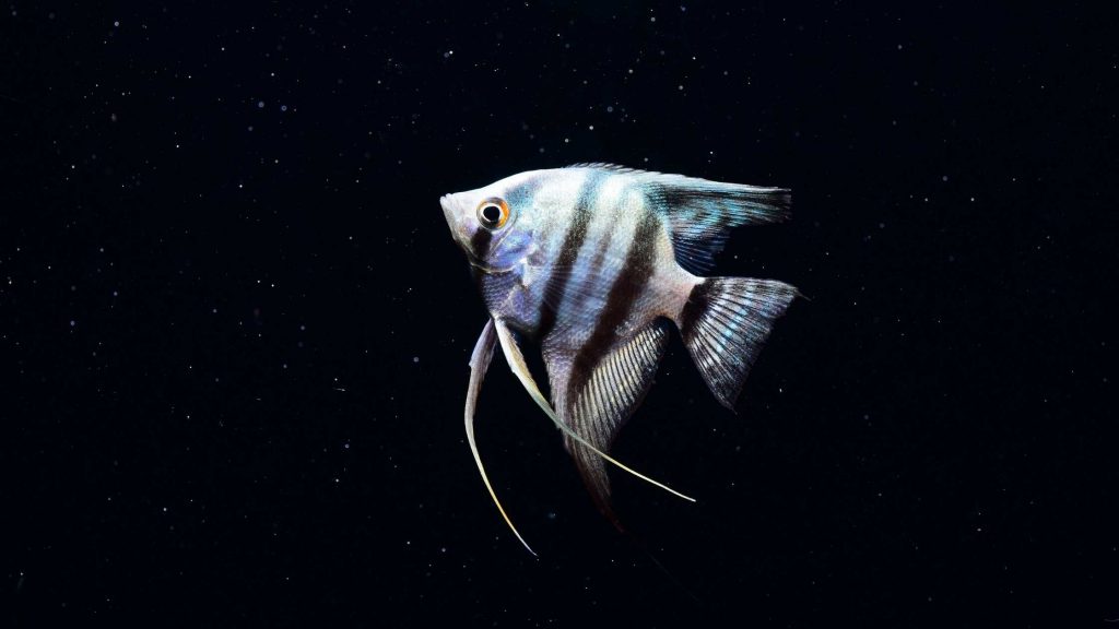 A lonely depressed Angelfish