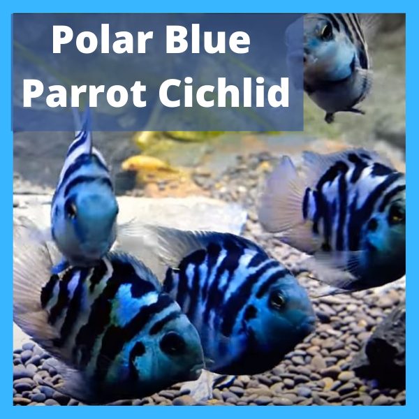 Polar Blue Parrot Cichlid