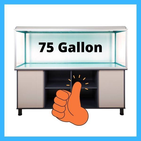 fish tank 75 gallon