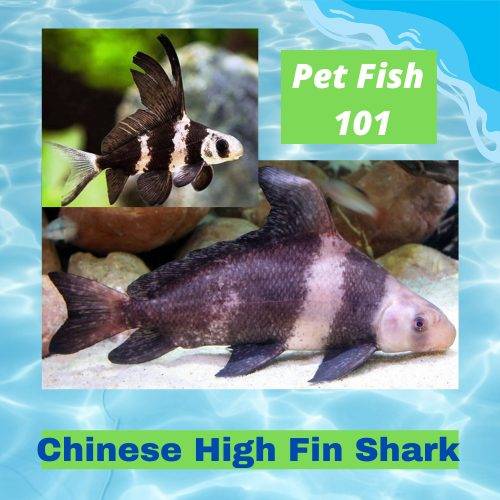 Chinese High Fin Shark