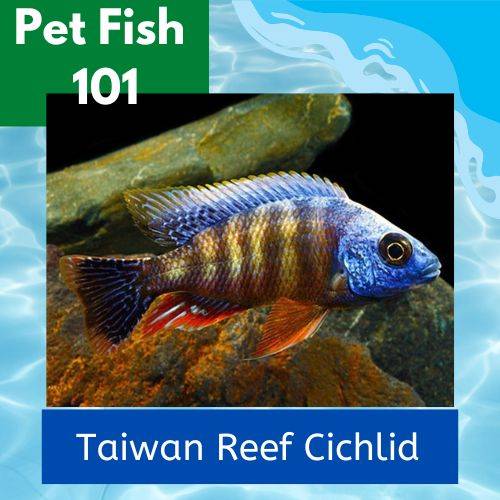 Taiwan Reef Cichlid