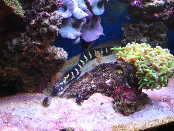 Engineer Goby Diseases and treatments 
