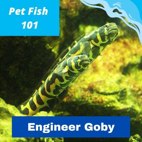 Engineer Goby