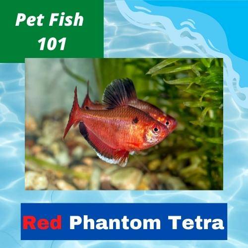 Red Phantom Tetra