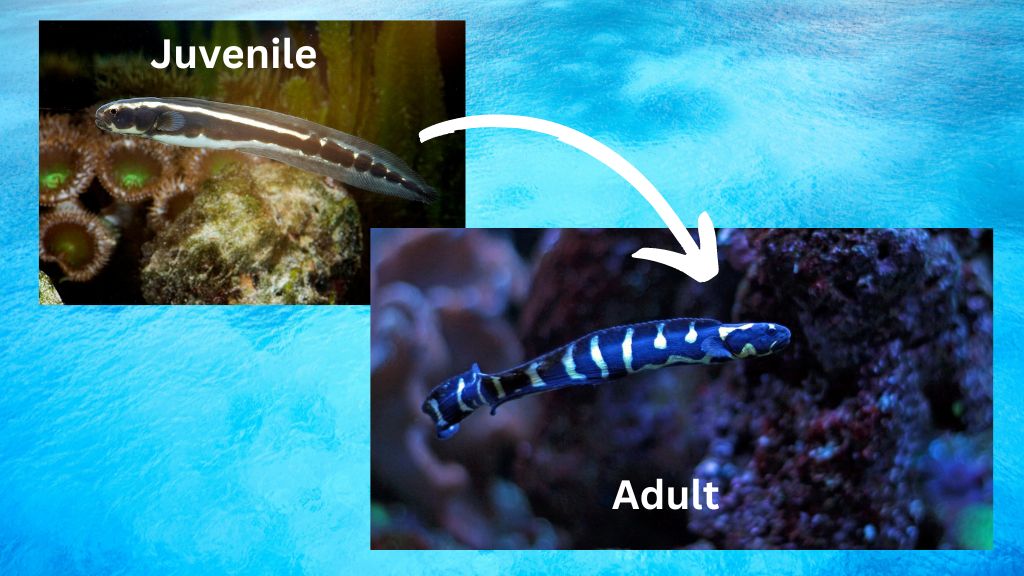 Engineer Goby Juvenile to Adult Transformation