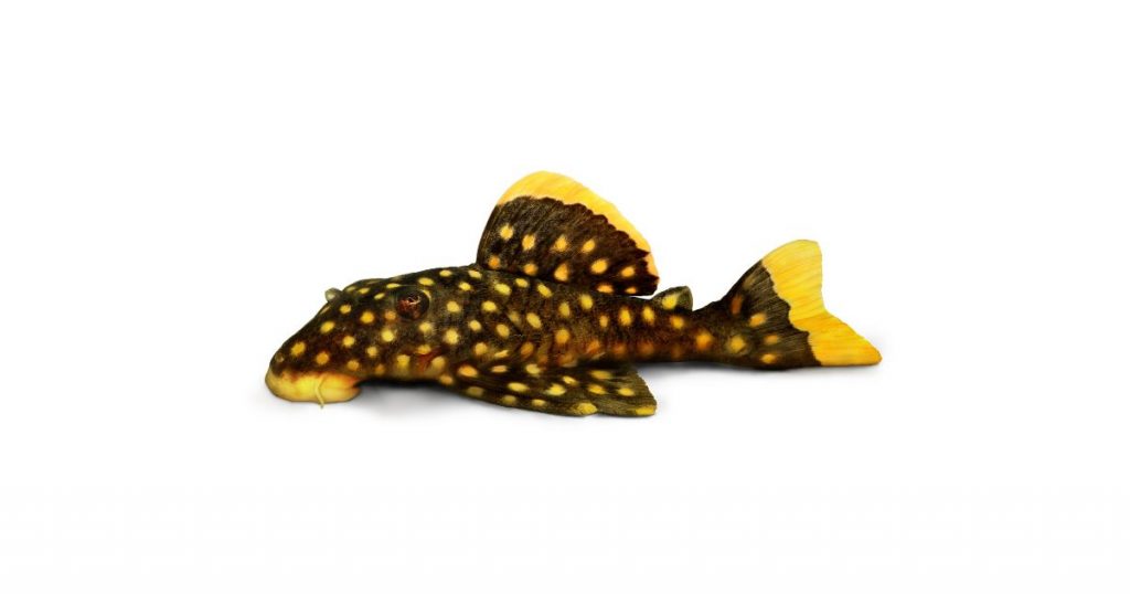 Gold Nugget Pleco Appearance