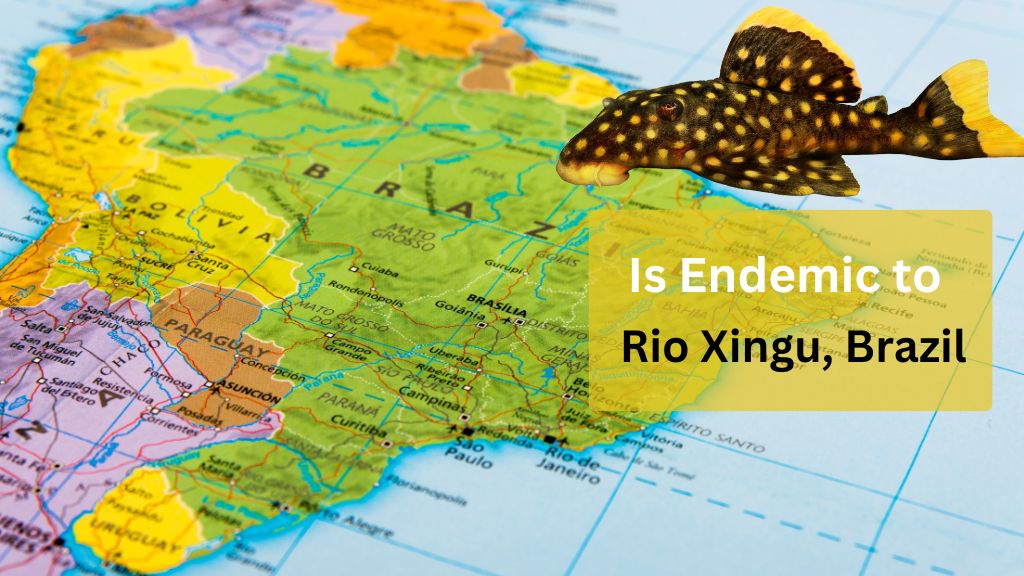 Gold Nugget Pleco is endemic to Rio Xingu