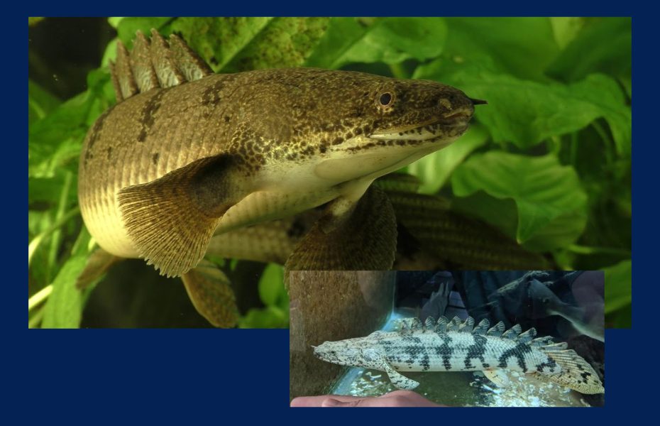 Delhezi Bichir: A Living Fossil - Pet Fish 101
